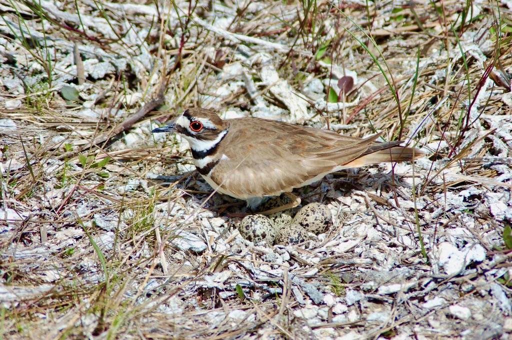 Killdeer, NPSphotos.jpg by evergladesnps is marked with Public Domain Mark 1.0.